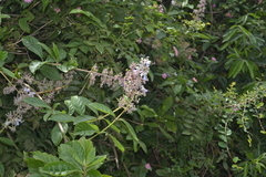Clerodendrum serratum var. serratum
